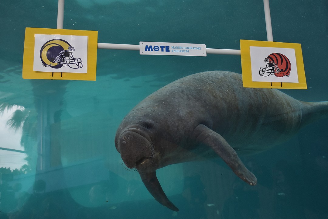 Mote Marine manatees make Super Bowl LVI prediction