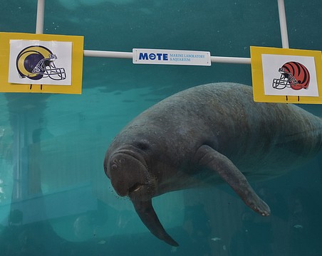 Super Bowl LVII prediction: MOTE manatees pick Chiefs, Eagles