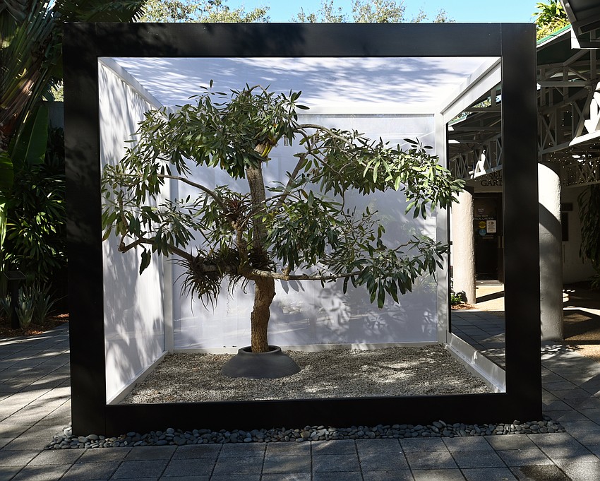 The trumpet tree outside the Selby Gardens welcome center has been framed as if it were a Robert Mapplethorpe photo study. (Photo: Spencer Fordin)