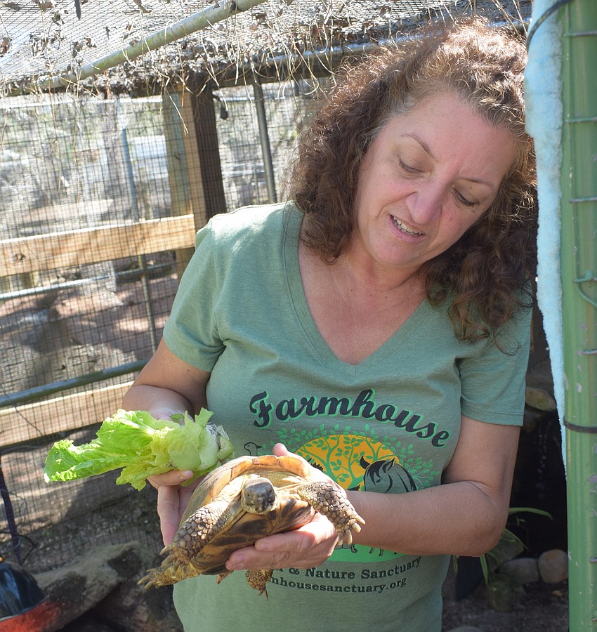 Lisa Burns shows off a desert tortoise.