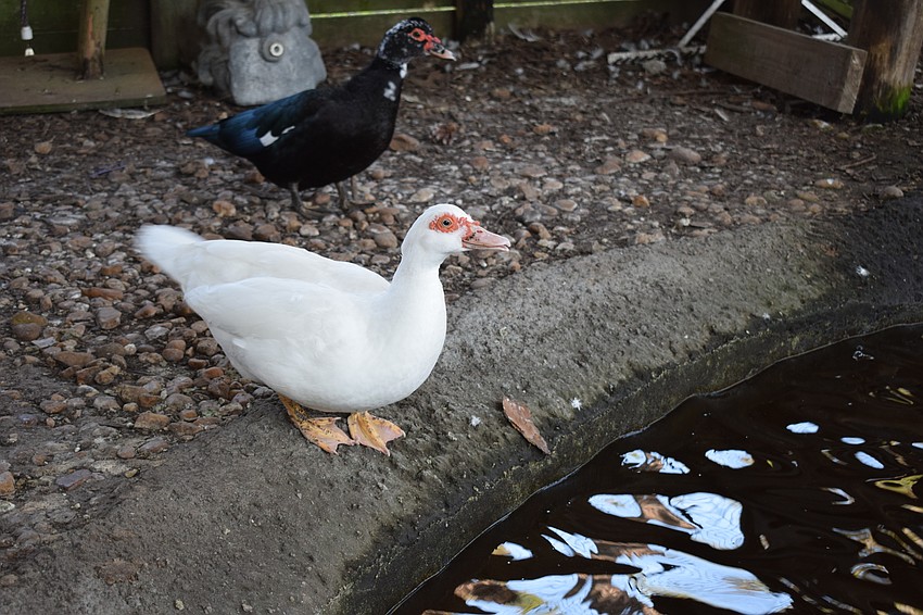 Ducks enjoy their habitat at Farmhouse Animal and Nature Sanctuary.