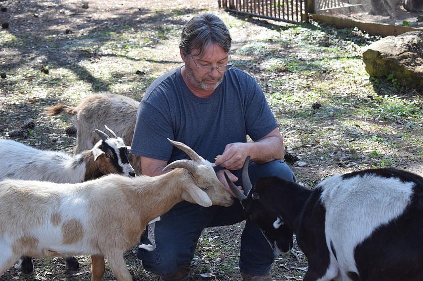 Dave Burns attracts several goats when he brings a few treats.
