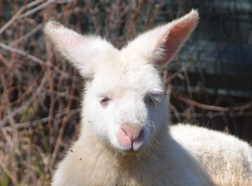 Powder, an albino kangaroo, is one of the favorites at Farmhouse Animal and Nature Sanctuary.