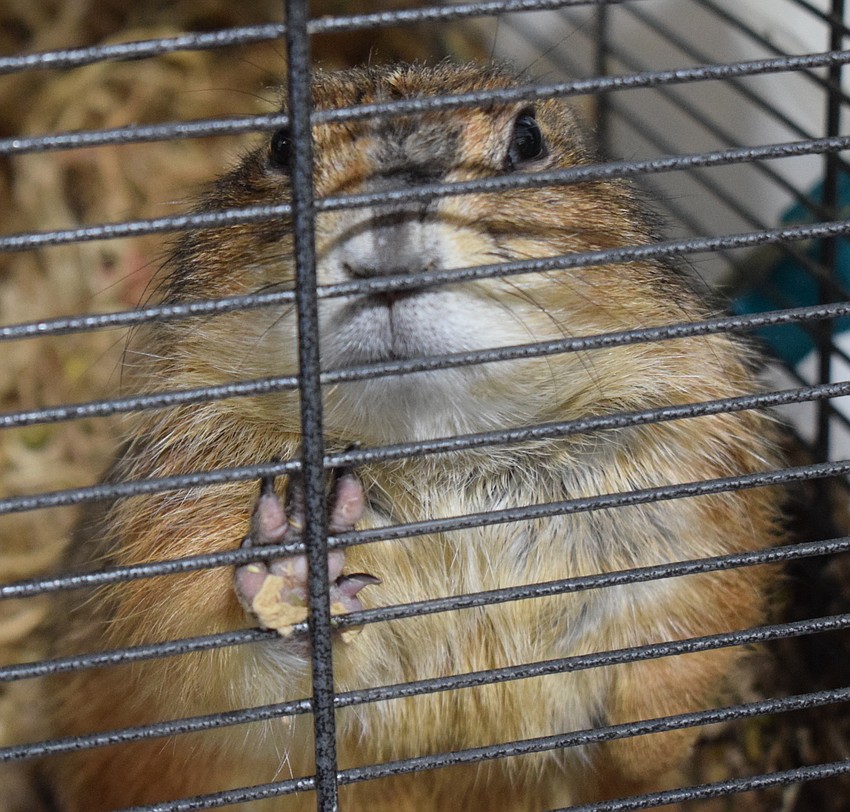 A prairie dog is a recent addition to the sanctuary. Dave Burns currently is building a new prairie dog habitat.