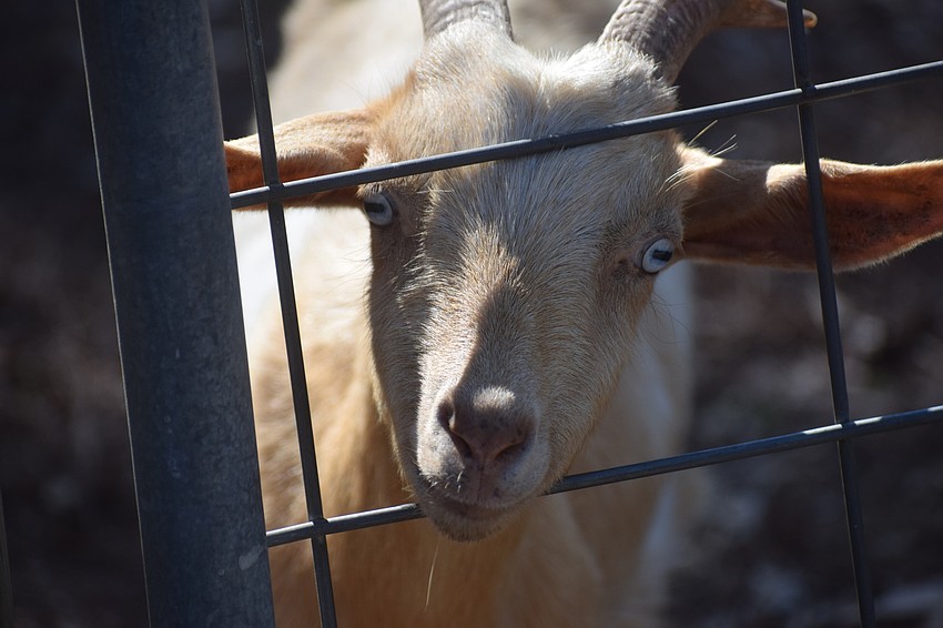 A goat is curious about what is going on at Farmhouse Animal and Nature Sanctuary.