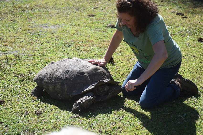 Frankie the tortoise  gets some loving from Lisa Burns.
