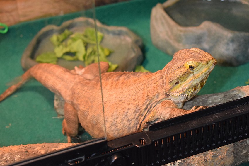 A bearded dragon is one of the many animals at the Farmhouse Animal and Nature Sanctuary.