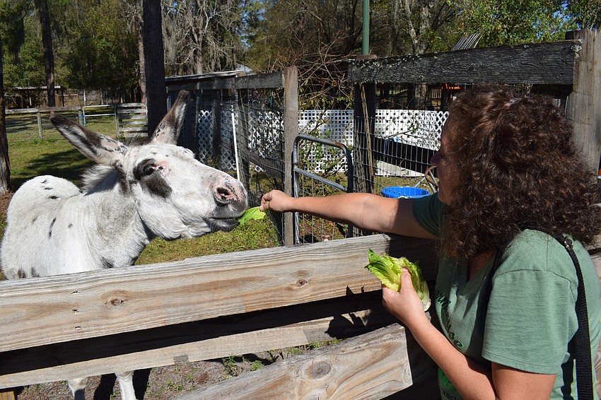 Yeesaw couldn't even stand up when Dave and Lisa Burns brought him to the sanctuary. Now the donkey is 