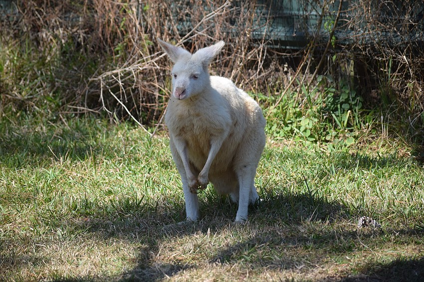 Powder is playful but Dave Burns has to be careful because she is very strong.
