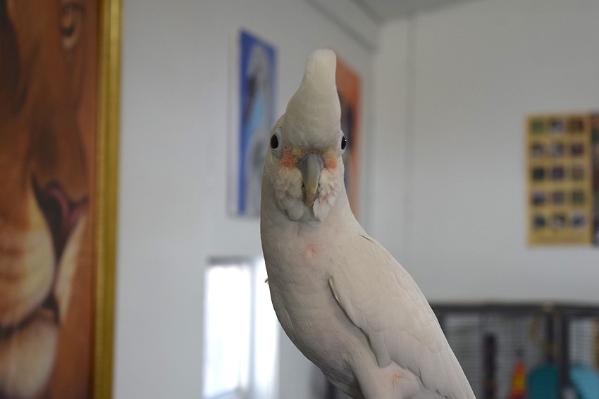 Cockatoo enjoys meets the students in the classroom.