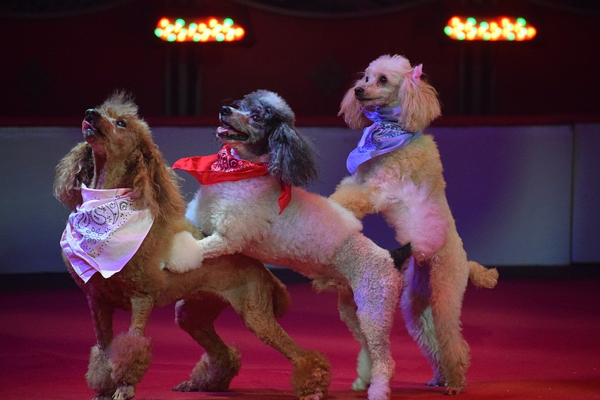 Pompeyo Family Dogs move across the ring in a conga line.