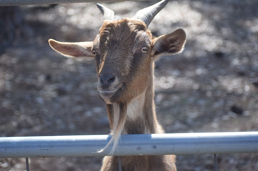 The Farmhouse Animal and Nature Sanctuary is getting a license so it can open to the public.