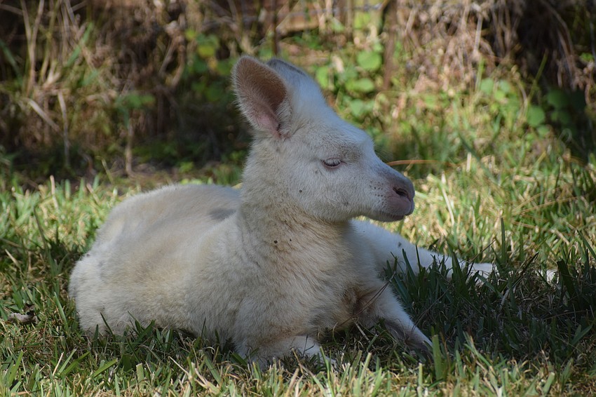 Powder relaxes in the sun at Farmhouse Animal and Nature Sanctuary.
