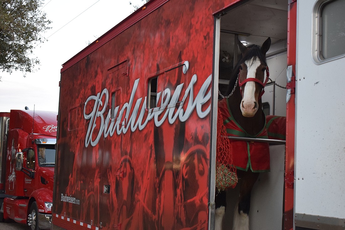 The Budweiser Clydesdales arrive at the Sarasota Polo Club late in the evening Monday after an 18-hour drive over two days from Houston.