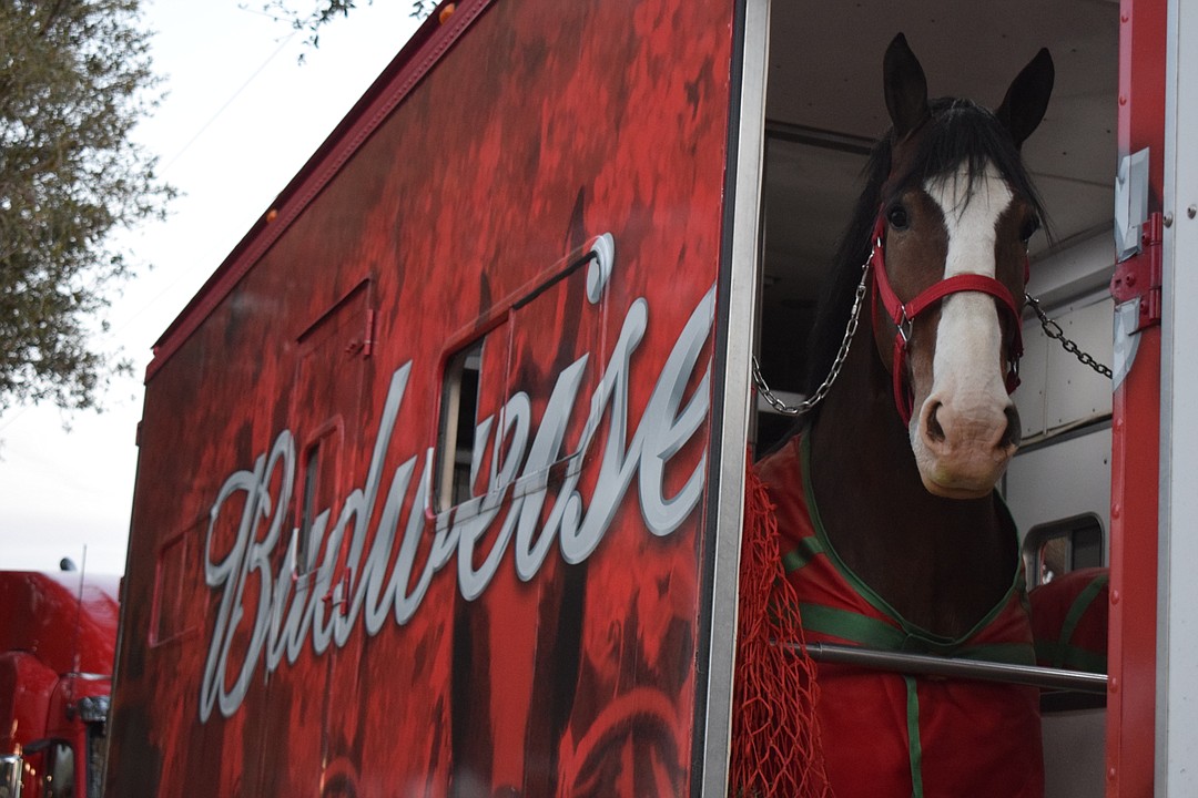 Opinion: Budweiser Clydesdales pull into Lakewood Ranch to stir ...