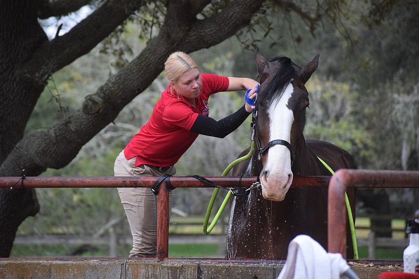 Lauren Lambeth finishes up grooming Rocco before moving to the next Clydesdale. The team is made up of 10 horses with two sitting out each event because an eight-horse team is needed to pull the wagon.