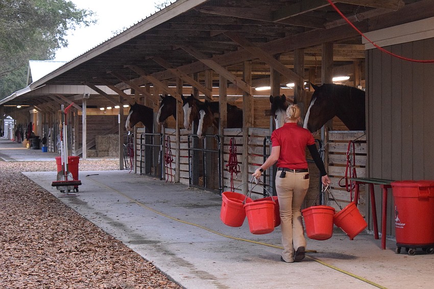 The Clydesdales are ready to be fed just after 7 a.m. Saturday before getting cleaned up for another appearance.
