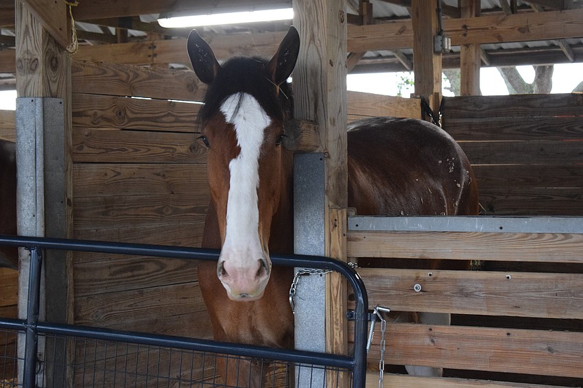 This Budweiser team or 