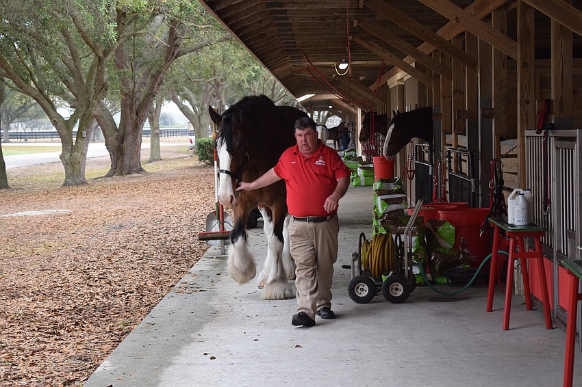 Scott Morrison brings another Clydesdale to be groomed on Saturday morning.