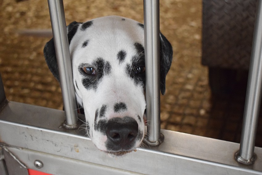 The Dalmatian became the Budweiser Clydesdale mascot in 1950.