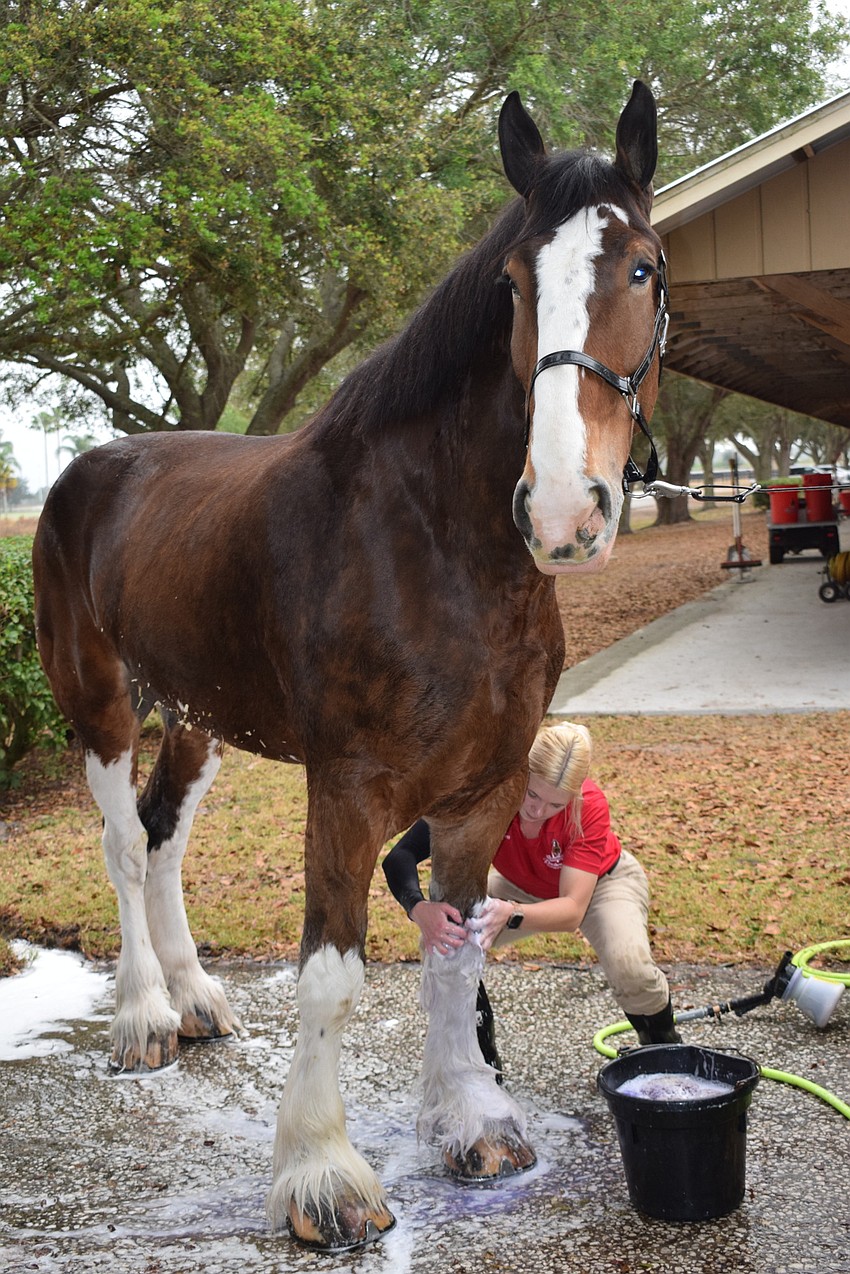 Lauren Lambeth says they only wash the Clydesdales' lower legs on the day they are pulling the wagon because they don't want their skin to dry out.