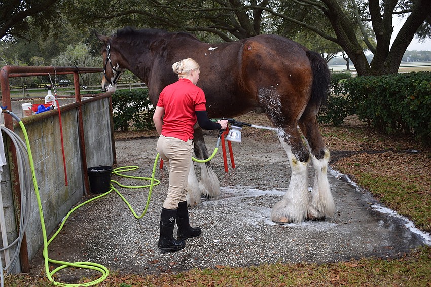 Nine-year-old Bud, the team's tallest member at 19.2 hands, gets hosed off by Lauren Lambeth.