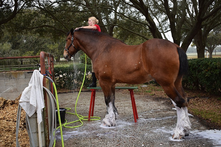 The groomers need help to work with the massive Clydesdales. Lauren Lambeth stands on a  scaffold to work with Rocco.