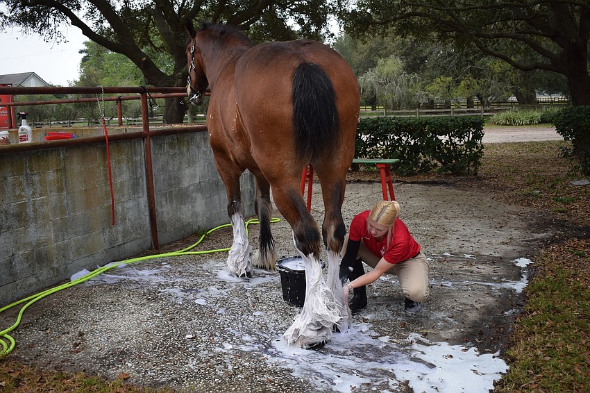 Lauren Lambeth washes up 11-year-old Rocco, who is the team's heaviest member at 2,300 pounds.