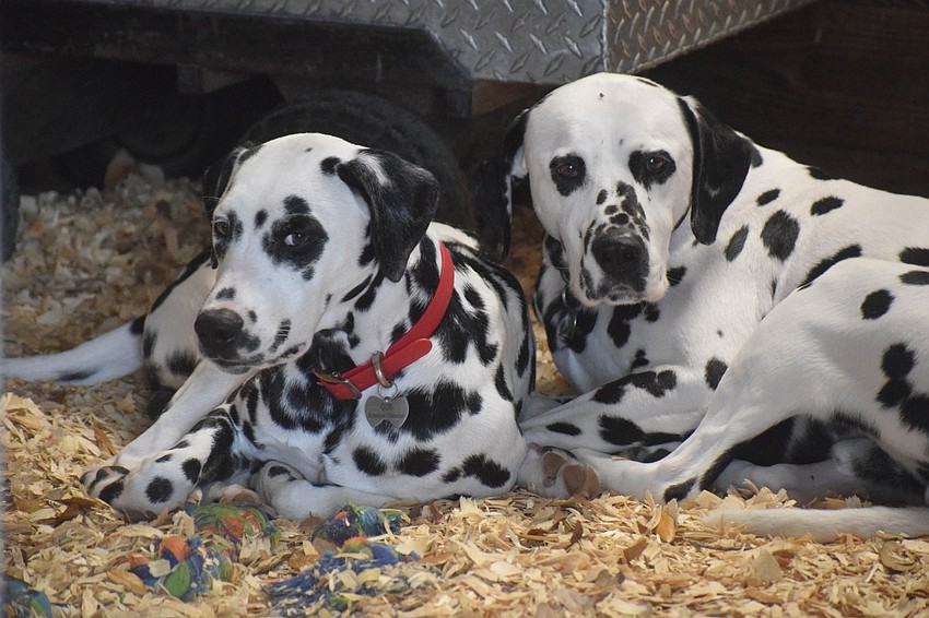 Yes, the two Dalmatians assigned to the team like each other.