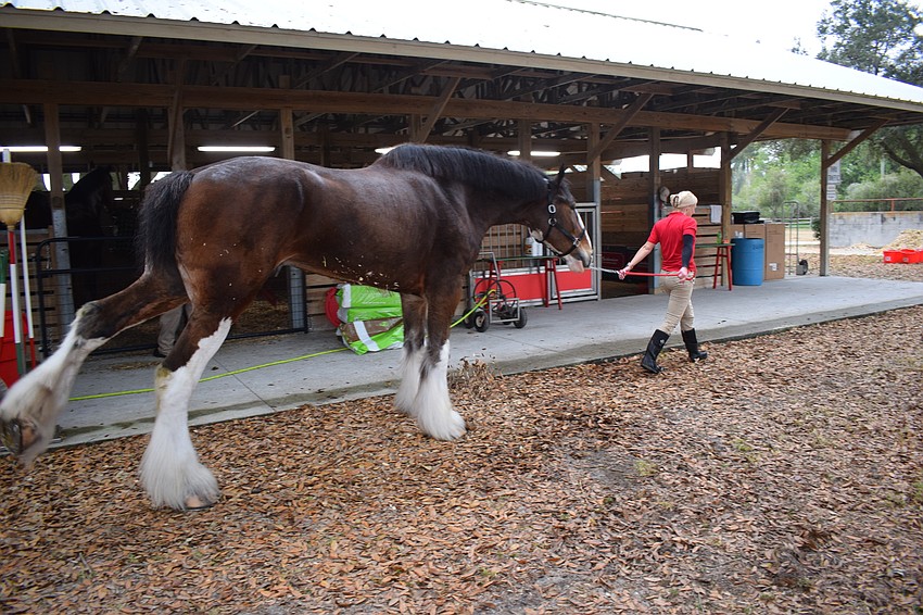 Lauren Lambeth leads Bud to be cleaned up for the afternoon's performance. Bud gets in a little stretch.