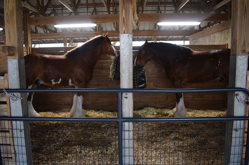 A couple of Clydesdales snack on some hay.