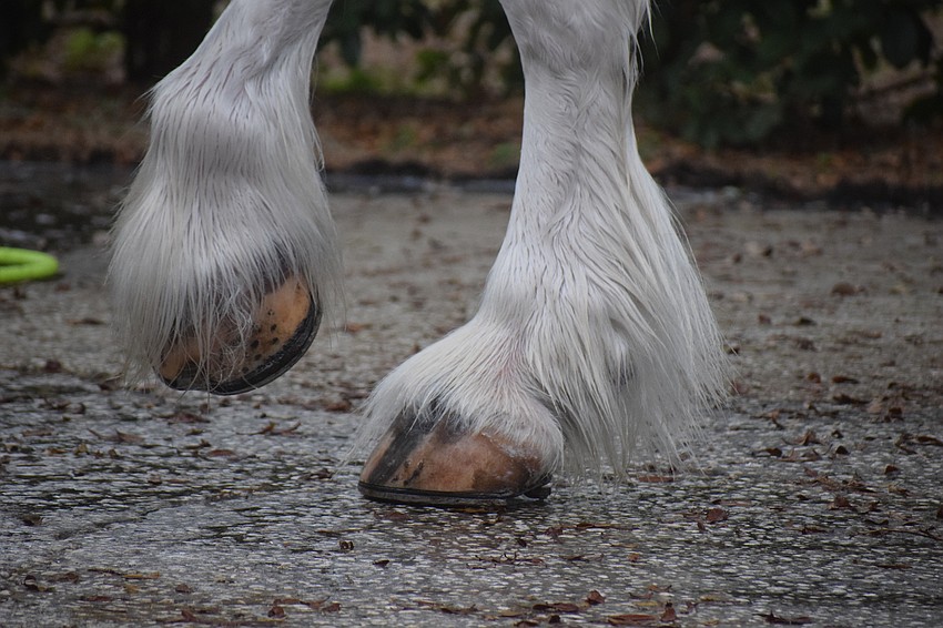 The Clydesdales are groomed head to toe for their appearances.