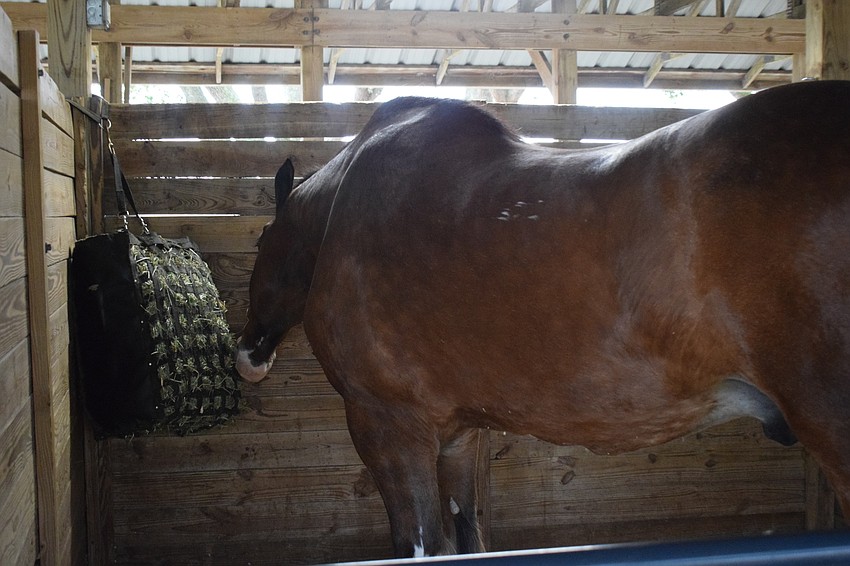 Sparky is the team's oldest member at 15 years old. Sparky began appearing with the team when he was 4.