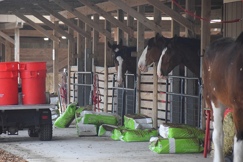 The Clydesdales' bedding is changed each day.