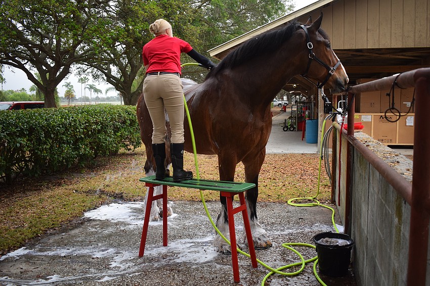 A small scaffold is standard equipment when it comes to grooming Clydesdales.