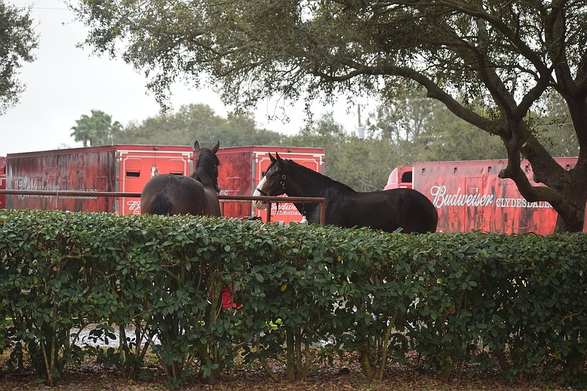 The Clydesdales stand in the grooming area Saturday morning with the team's three tractor trailers in the background.