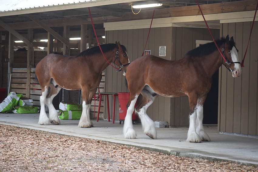 These Clydesdales aren't attempting to pull down the stable roof ... they are waiting for their stalls to be cleaned.