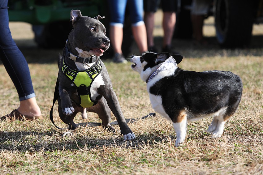 Astro the pit bull spars with Luna the corgi