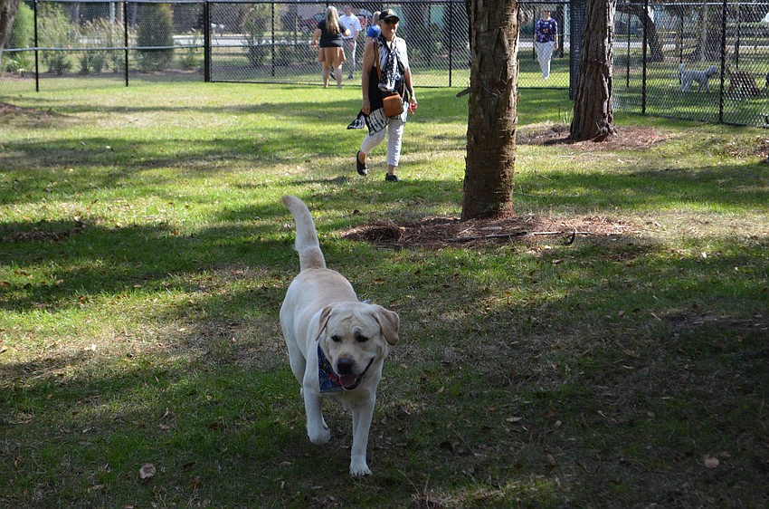 A dog exploring the new off-leash area in Bay Street Dog Park.