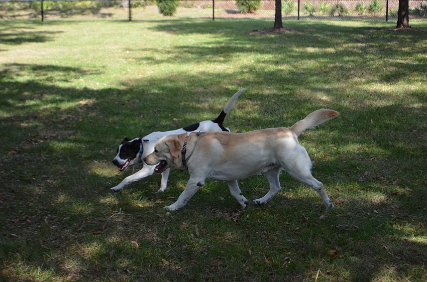 Dogs playing in Bay Street Dog Park.