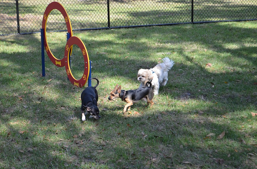 Small dogs using Bay Street Dog Park's new exercise amenities.