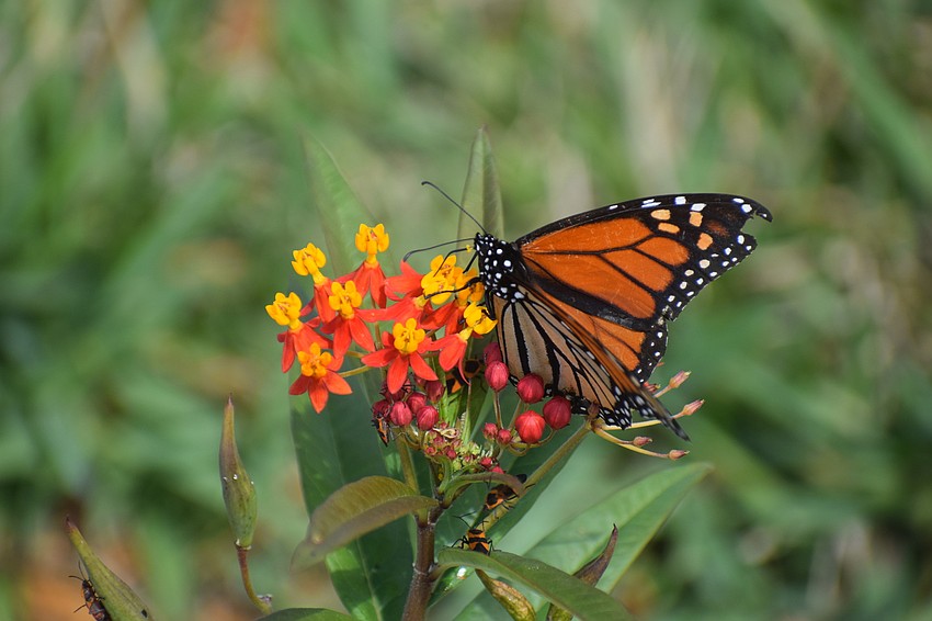 One of the monarch butterflies raised by the Del Webb residents munches on a tropical milkweed plant.