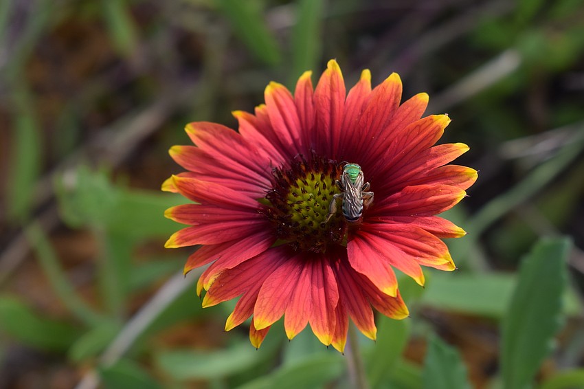 Insects love the blanket flower (galardia aristata) in the new butterfly garden.