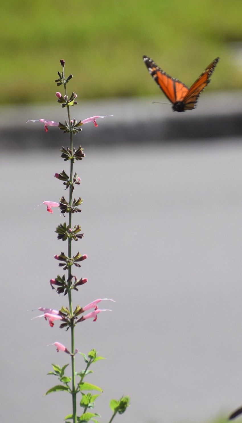 A monarch butterfly does a fly-by past a tropical sage (native plant).