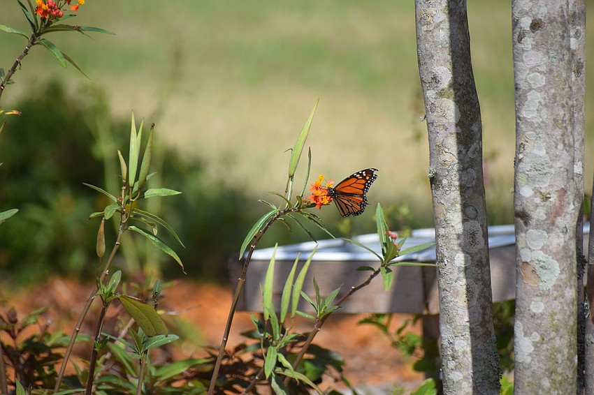 Milkweed is a host plant for the monarch butterfly and a nectar plant for any butterfly.