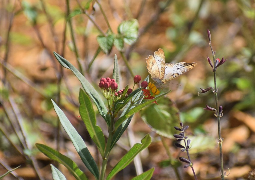 A white peacock butterfly feasts on a tropical milkweed in the butterfly garden.
