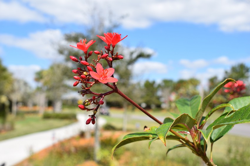 Besides providing habitat for butterflies, the garden provides beauty for the neighborhood, including jatropha, which is a nectar plant.
