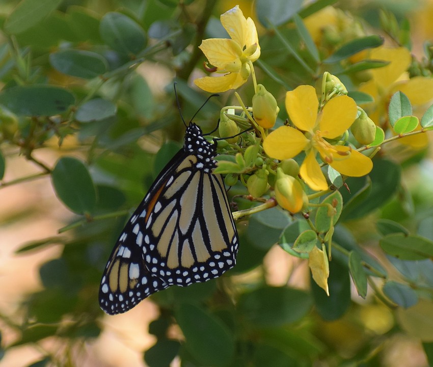 A monarch butterfly lands on Bahama senna,  a Florida native nectar plant.