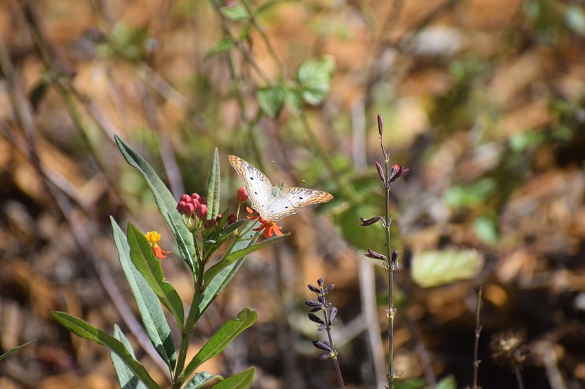 The tropical milkweed plant attracts white peacock butterflies.