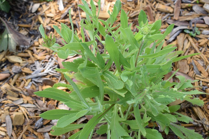 The native plants need less irrigation, fertilizer, and they spread themselves easily.